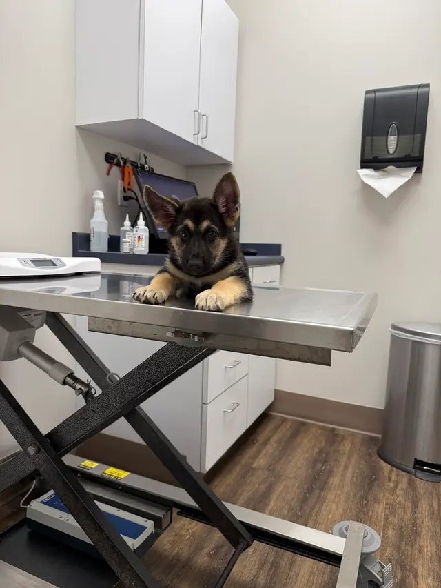 Levy Veterinary Hospital — customer photo 5