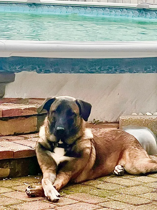 Levy Veterinary Hospital — customer photo 12