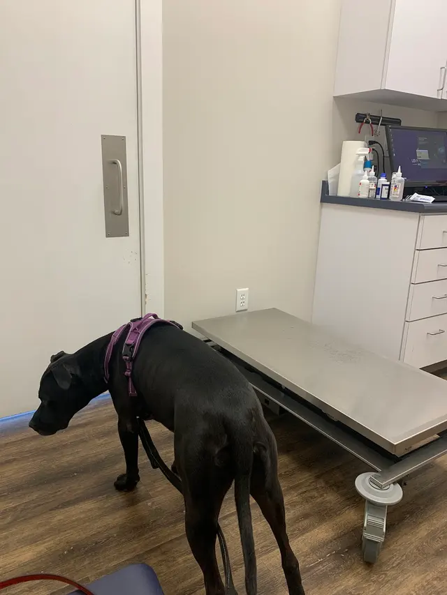 Levy Veterinary Hospital — customer photo 6