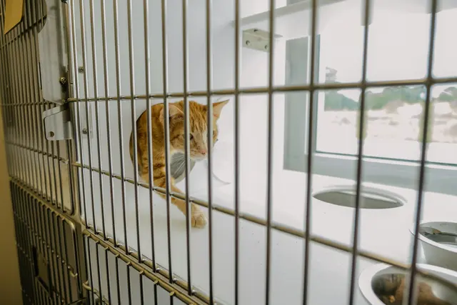 Levy Veterinary Hospital — photo from the business 8
