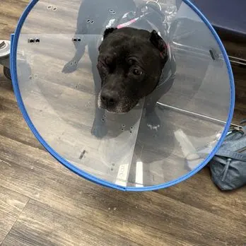 Levy Veterinary Hospital — customer photo 7