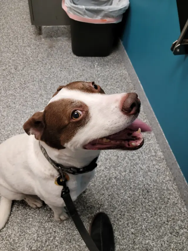 Clearview Veterinary Hospital — customer photo 6