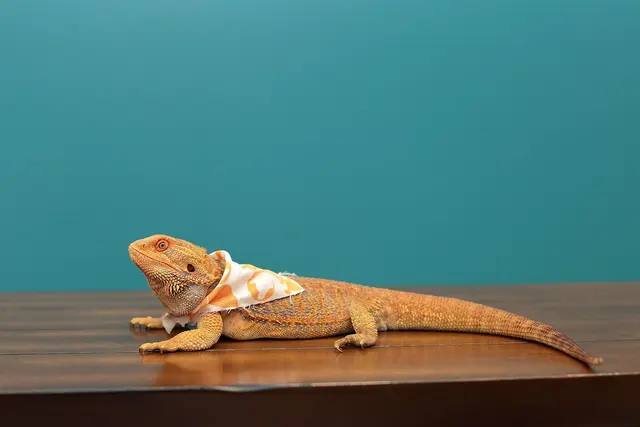 Clearview Veterinary Hospital — photo from the business 9