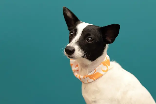 Clearview Veterinary Hospital — photo from the business 11