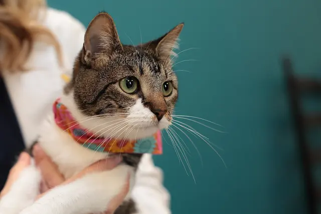 Clearview Veterinary Hospital — photo from the business 1