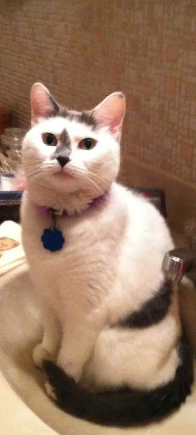 Harahan Veterinary Hospital — customer photo 11