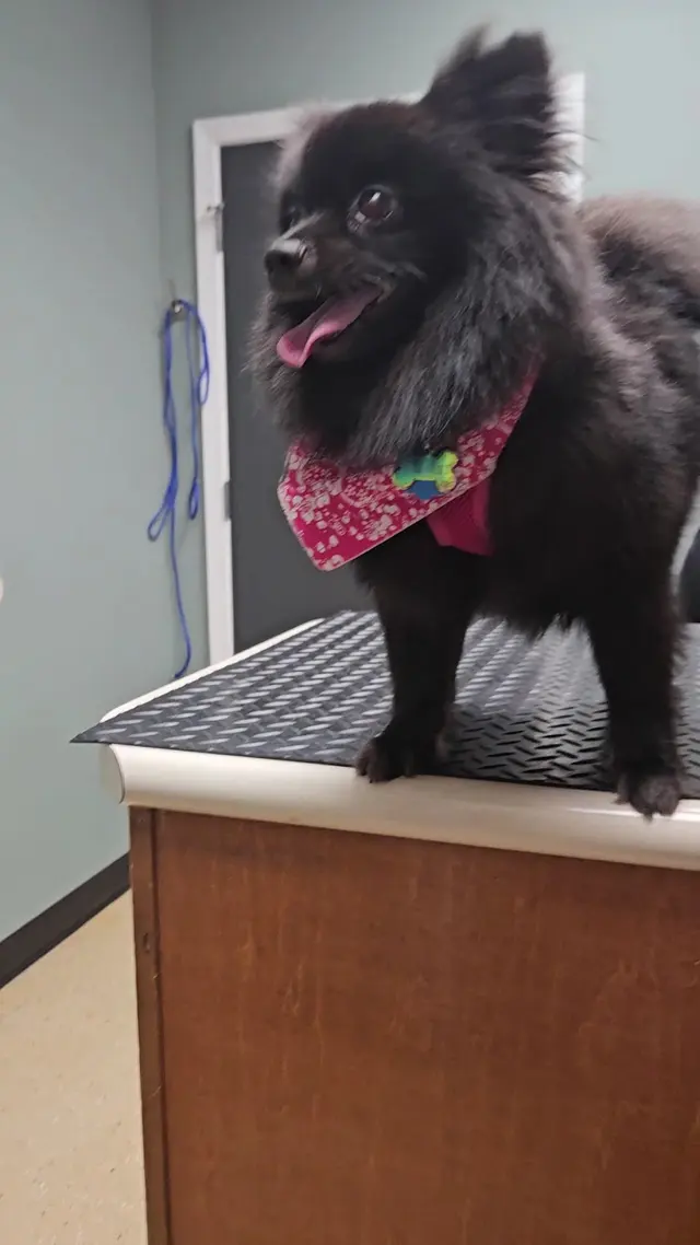 Harahan Veterinary Hospital — customer photo 9