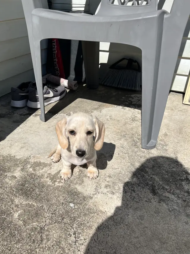 Harahan Veterinary Hospital — customer photo 10