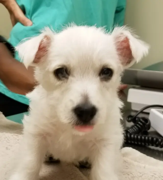 Hickory Knoll Veterinary Hospital — photo from the business 10