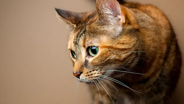 Hickory Knoll Veterinary Hospital — photo from the business 7