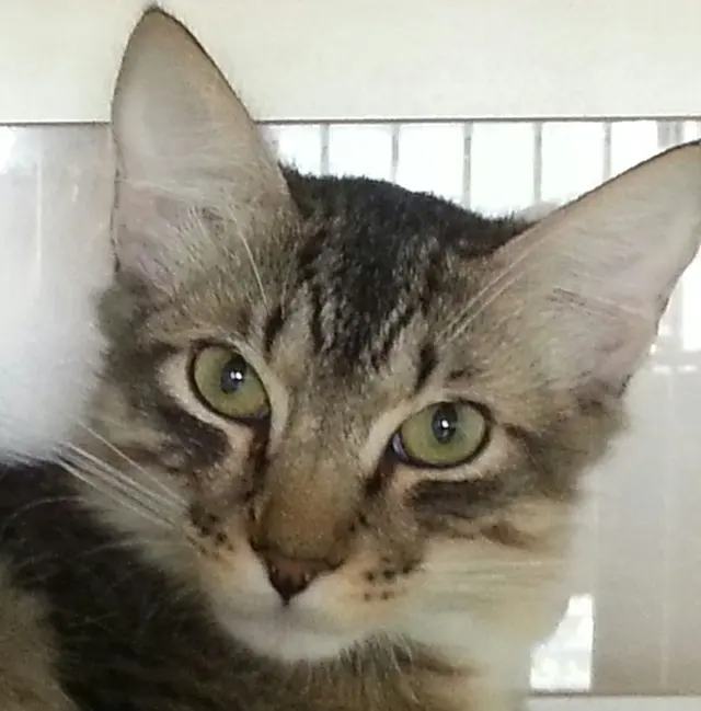 Hickory Knoll Veterinary Hospital — photo from the business 11