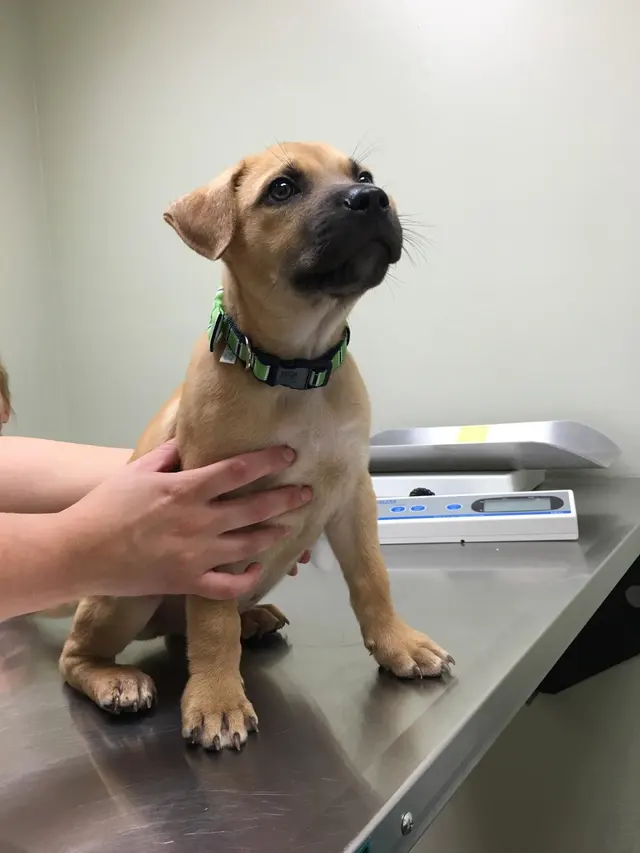 Hickory Knoll Veterinary Hospital — photo from the business 6