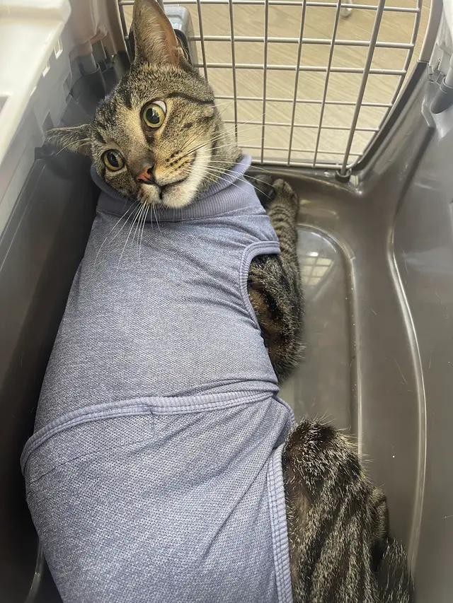Hickory Knoll Veterinary Hospital — customer photo 2