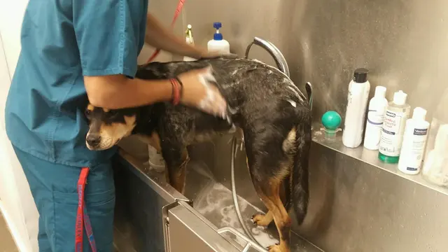 Hickory Knoll Veterinary Hospital — photo from the business 5