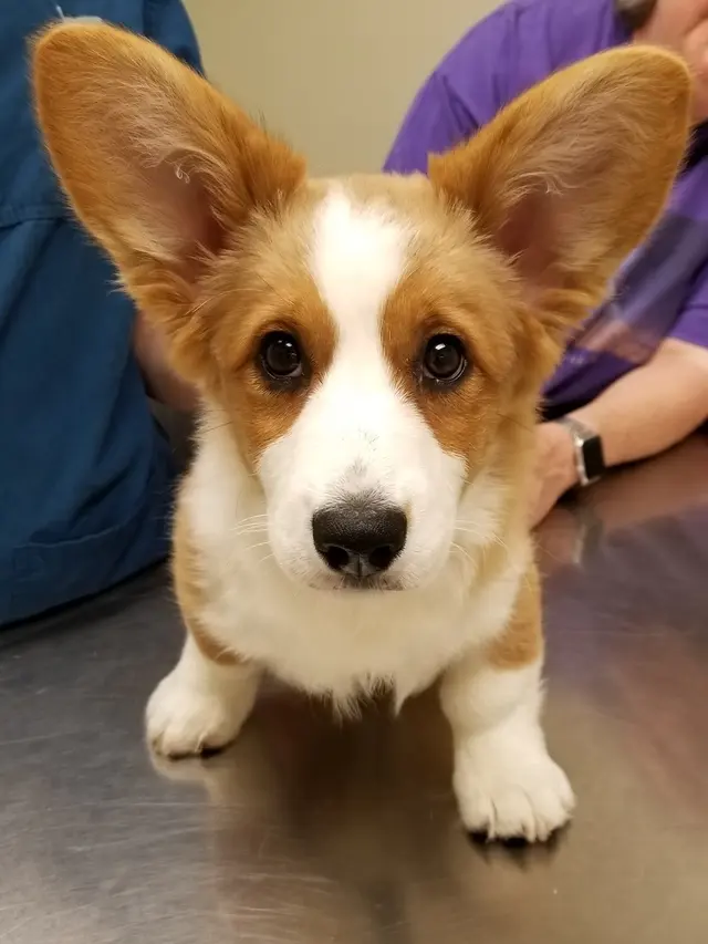 Hickory Knoll Veterinary Hospital — photo from the business 8