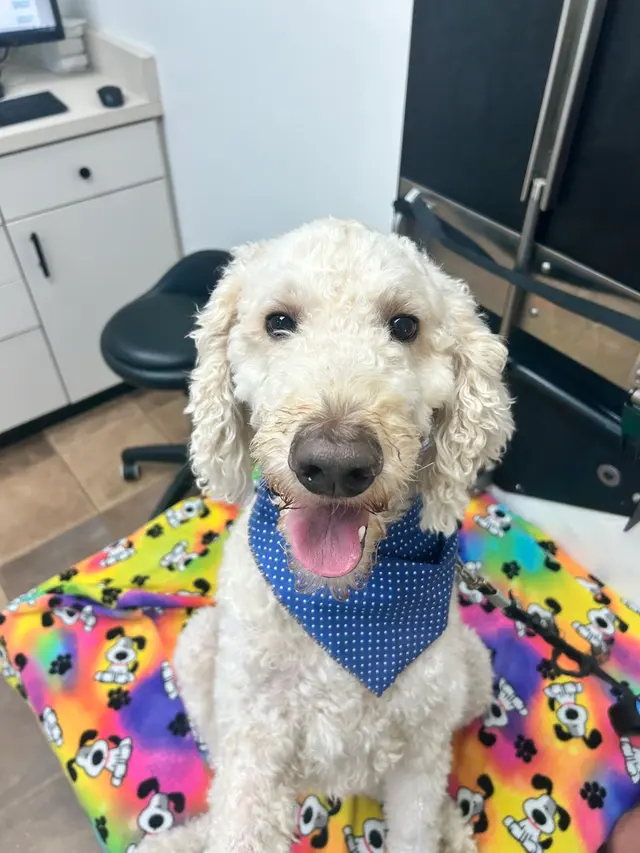 Chateau Veterinary Hospital — customer photo 3