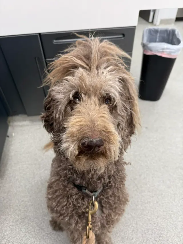 East Riverside Veterinary Hospital — customer photo 10
