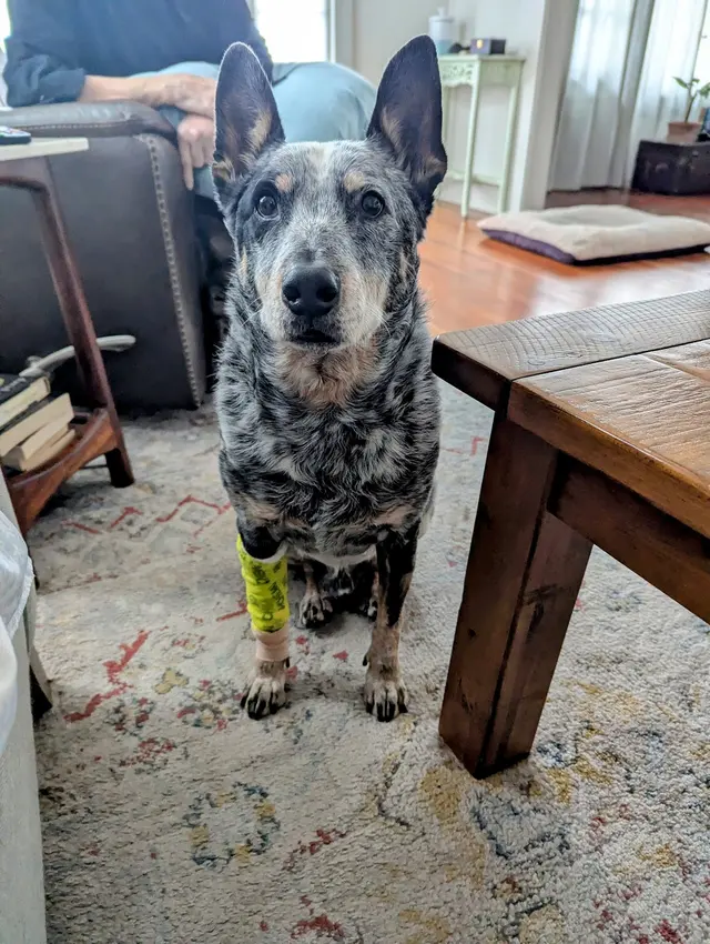East Riverside Veterinary Hospital — customer photo 11