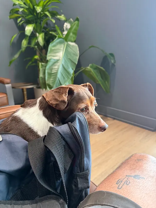 East Riverside Veterinary Hospital — customer photo 7