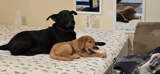 Healthy Paws Animal Hospital LLC — customer photo 11