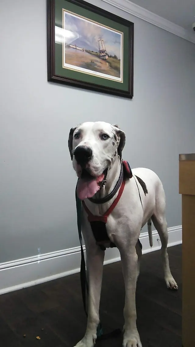 Healthy Paws Animal Hospital LLC — customer photo 5