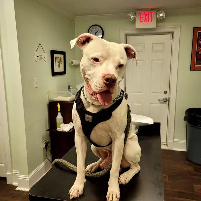 Healthy Paws Animal Hospital LLC — customer photo 8