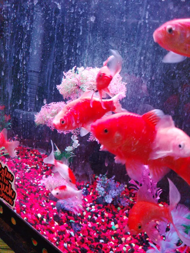Blue Reef Aquatics — customer photo 4