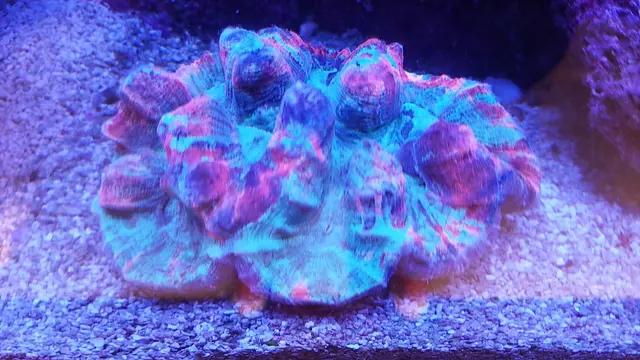 Blue Reef Aquatics — photo from the business 8