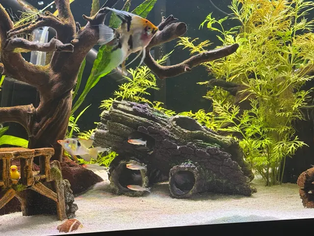 Blue Reef Aquatics — customer photo 6
