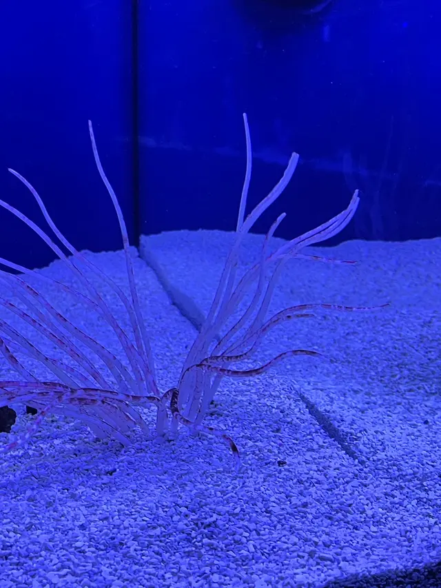 Blue Reef Aquatics — customer photo 5