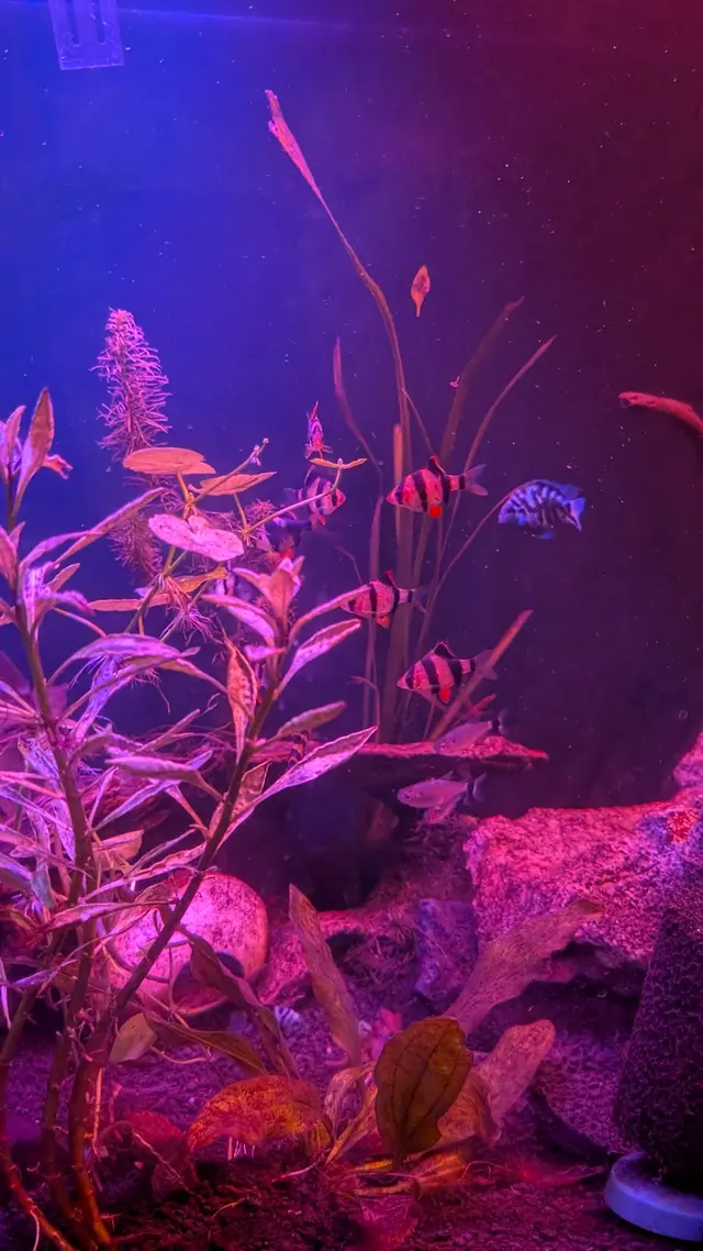 Trop Aquarium — customer photo 6