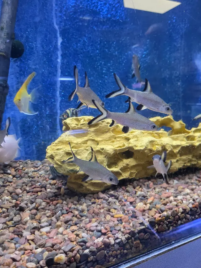 Trop Aquarium — customer photo 8