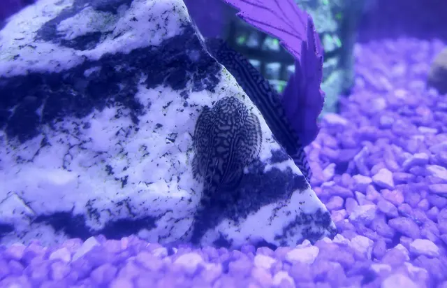Trop Aquarium — customer photo 11