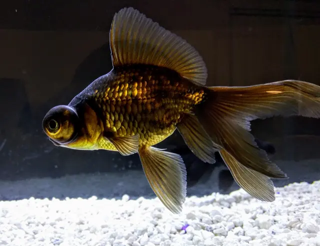 Trop Aquarium — customer photo 7