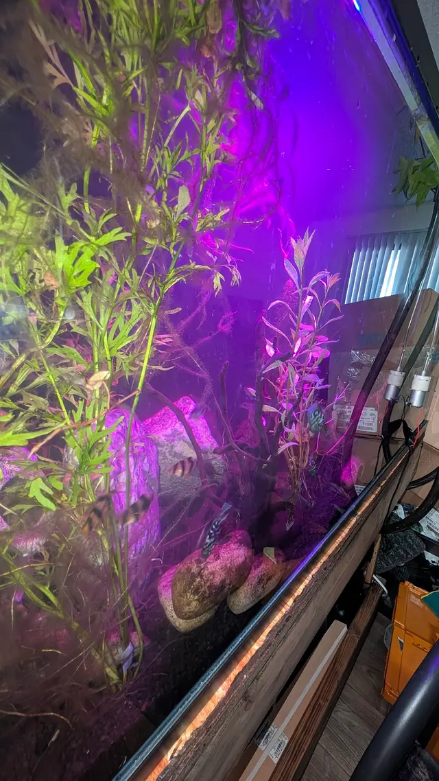 Customer photo of work by Trop Aquarium, from Trent Henrickson's review