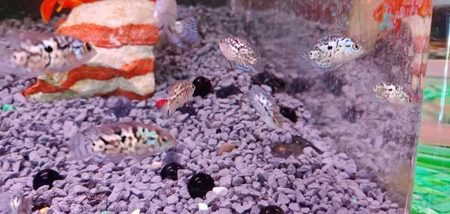 Trop Aquarium — customer photo 12