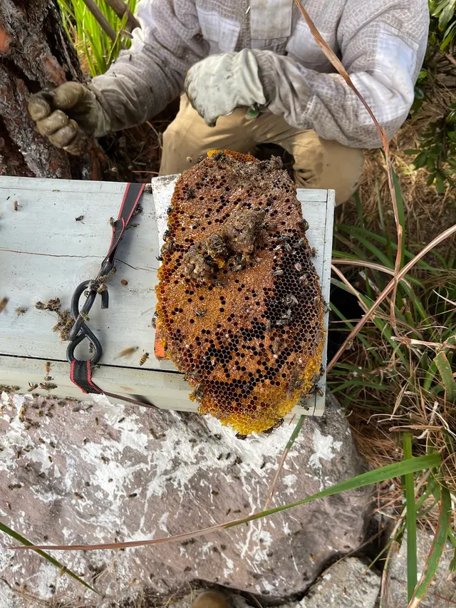 Coastal Bee Conservation — photo from the business 6