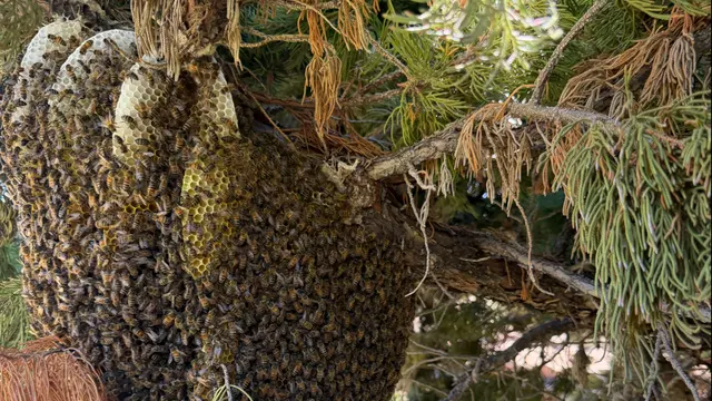 Coastal Bee Conservation — photo from the business 1