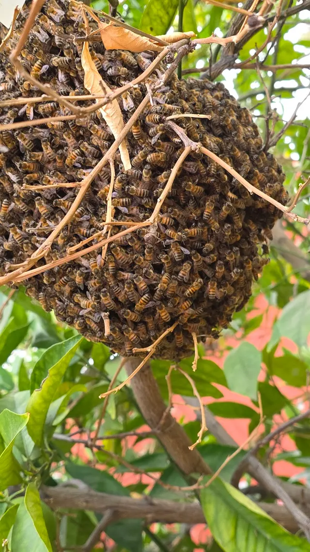 Customer photo of work by Coastal Bee Conservation, from Vicky Sherman's review