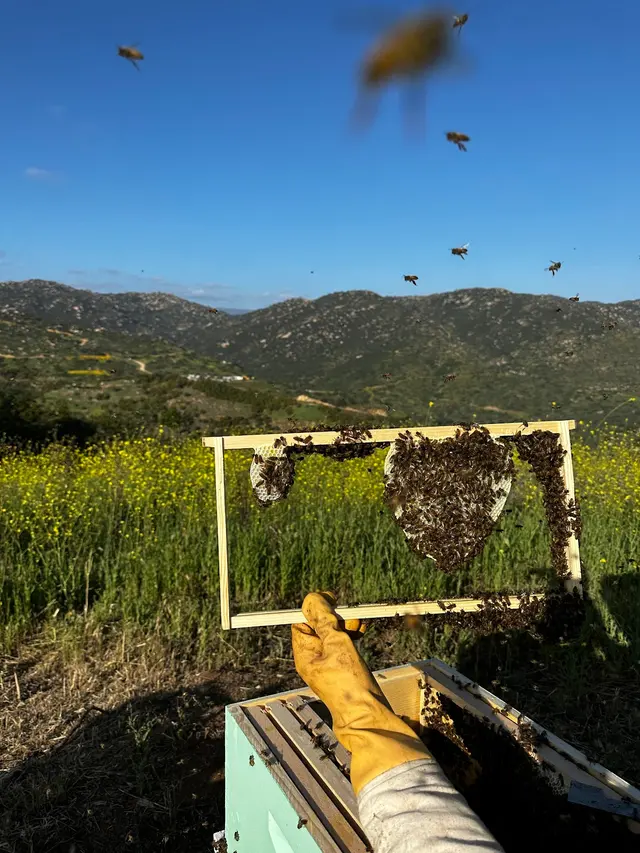 Coastal Bee Conservation — photo from the business 8