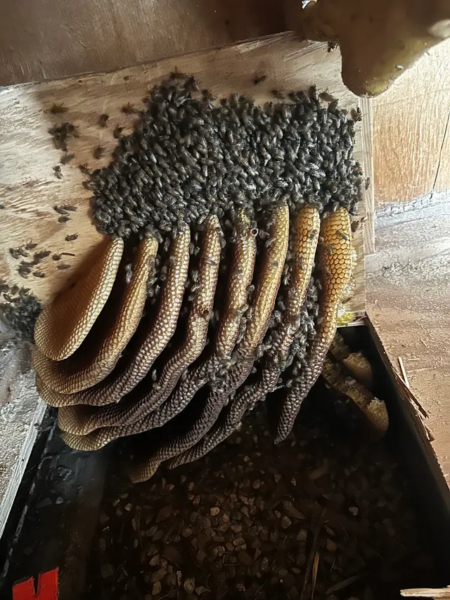 Coastal Bee Conservation — photo from the business 10