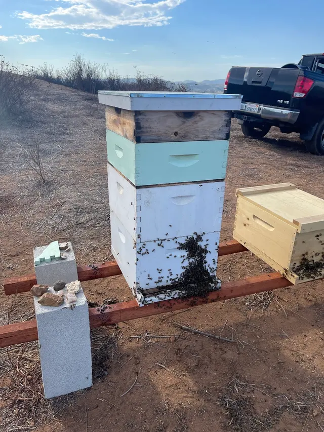 Coastal Bee Conservation — photo from the business 2