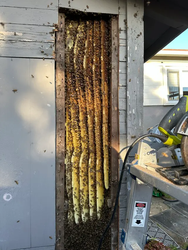 Coastal Bee Conservation — photo from the business 5