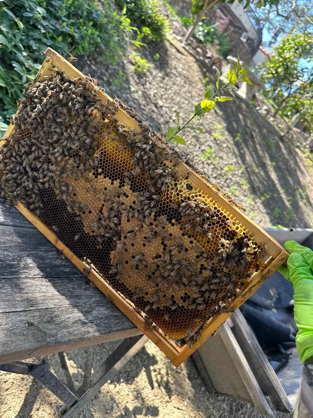 Coastal Bee Conservation — photo from the business 7