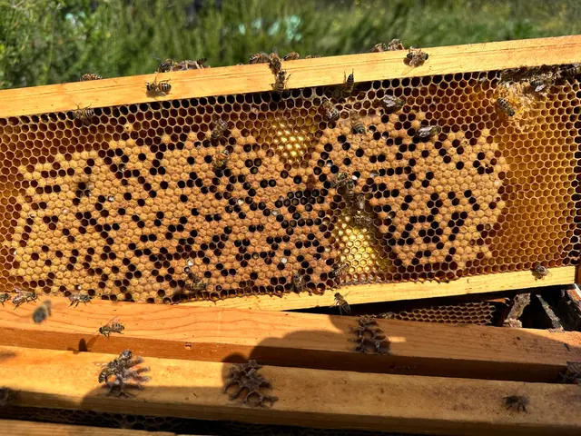 Coastal Bee Conservation — photo from the business 9
