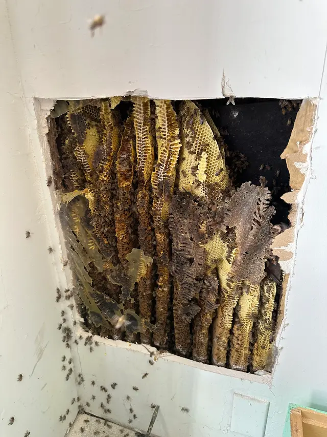 Coastal Bee Conservation — photo from the business 12