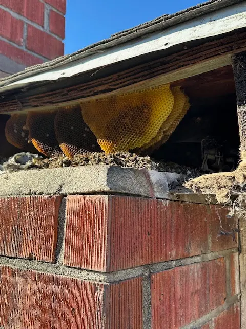 We Got Ya Pest Control ! — photo from the business 8