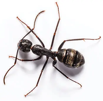 Lloyd Pest & Termite Control — photo from the business 10