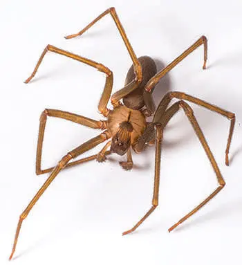 Lloyd Pest & Termite Control — photo from the business 9