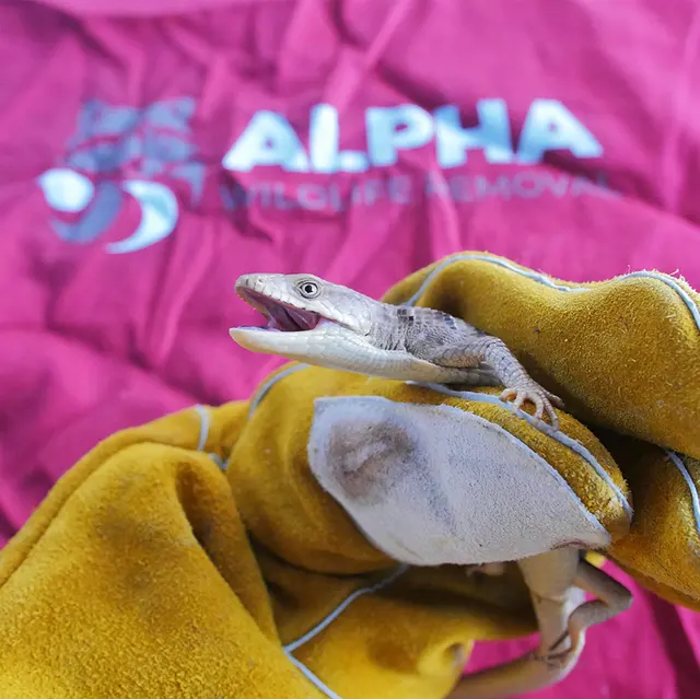 Alpha Wildlife Removal — photo from the business 8